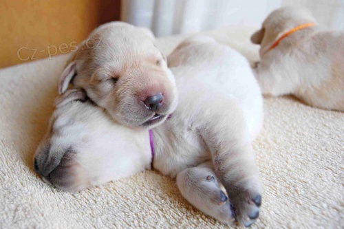 Štěňátka labradorského retrívra s PP Štěňátka labradorského retrívra s PP