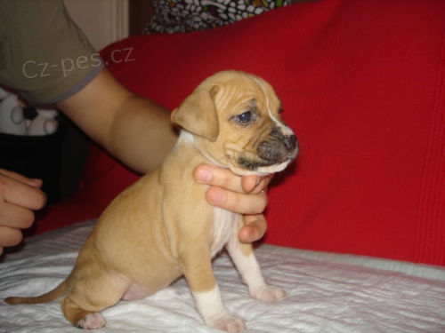 Americk� Staford�irsk� Teri�r � �t���tka