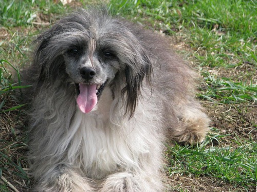 ��nsk� chocholat� pes