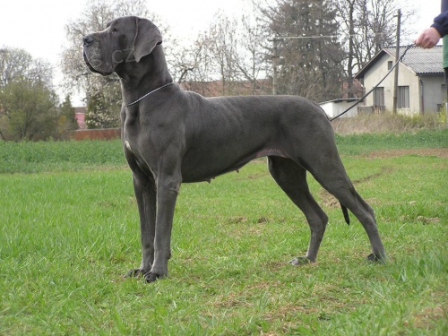 N�meck� doga modr�