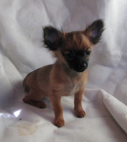 �ivava dlouhosrst�