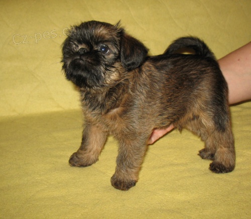 �T���TKO s PP-