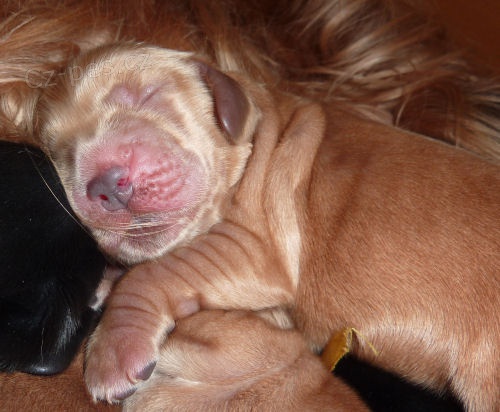 Anglick� kokr�pan�l