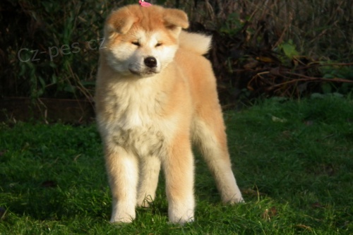 Akita inu Štěňata FCI po championach   Akita inu Štěňata FCI po championach