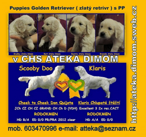 �t��ata Golden Retriever s PP