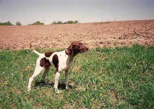  Individu�ln� v�cvik ps� loveck�ch plemen Star� Boleslav