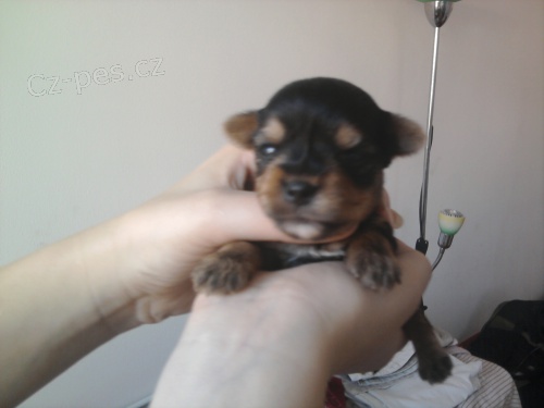 �t�n�tka jork��rsk�ho teri�ra