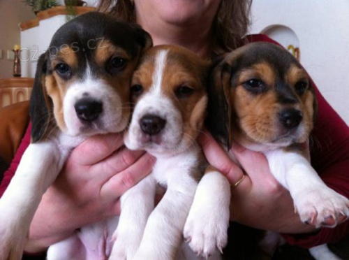 �istokrevn� �t���tka b�gla bez PP