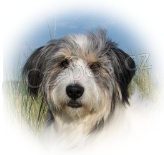 Veterin�rn� v�jezdov� slu�ba Praha