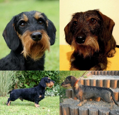 Jezev��k drsnosrst� standardn� - �t�n�