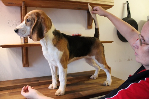 Prod�m �t���tka b�gl�