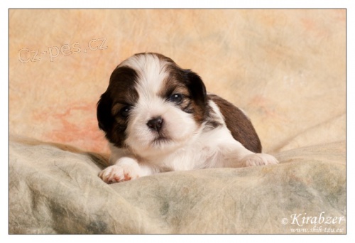 Shih-Tzu �t���tka