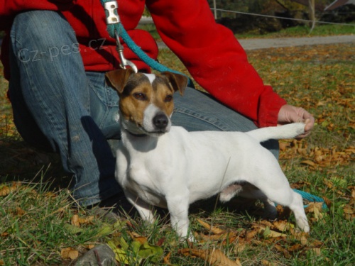 Jack Russel teri�r s pp - �t�nata JRT s rodokmenem