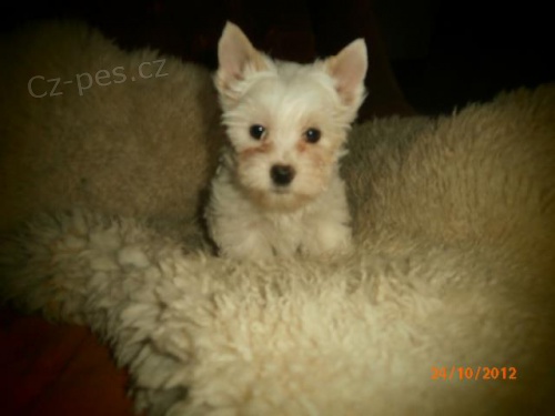 b�l� golddust fene�ka jork��ra