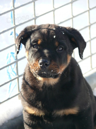 �t��ata rotvajlera bez PP