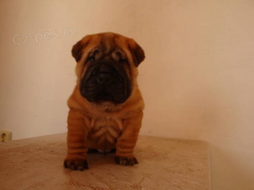ŠARPEJ, Shar-pei ŠARPEJ, Shar-pei