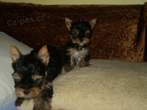 jork��rsk� terier mini pejsci