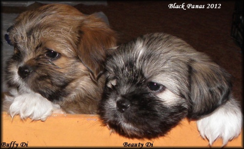 Lhasa apso s pp - fene�ky