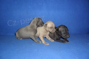 Italsk� chrt�k - �t��ata s pp