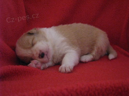 �t���tka border kolie v barv� ee-red