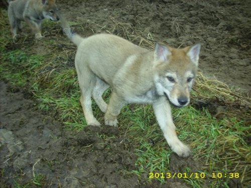 �t�n� - pejsek �SV s PP