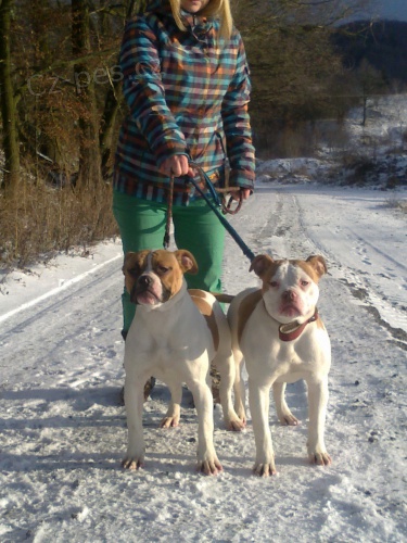 Americk� Buldok s PP