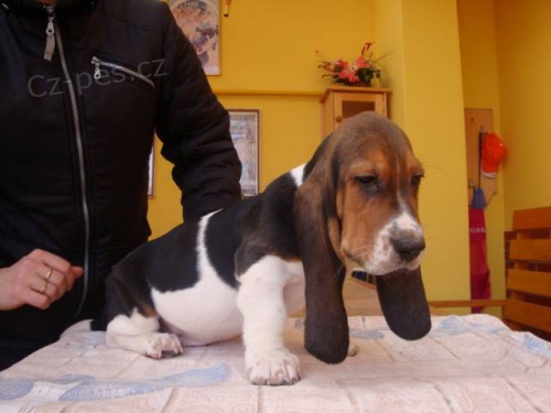Basset �t���tka