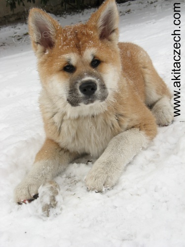 Štěně akita inu Štěně akita inu