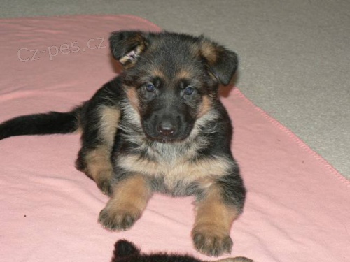 Německý ovčák - štěňátka s PP Německý ovčák - štěňátka s PP