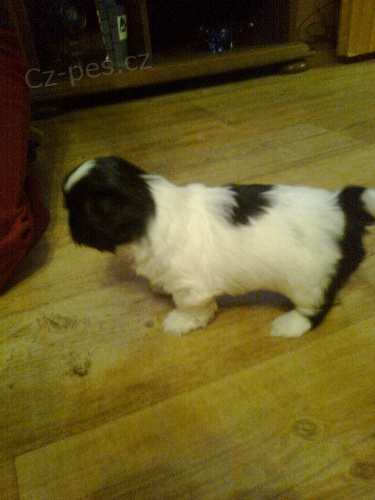  prod�m �t���tka