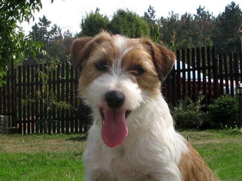 Jack Russell Teri�r 