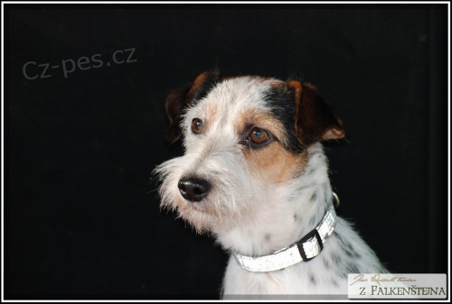 �prava ps�, trimov�n�, st�ih a kosmetika