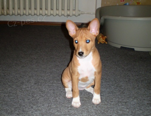 Basenji �t���tko