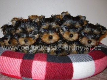 Jork��rsk� teri�r