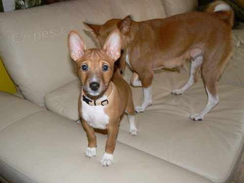 Basenji sle�ny na V�s �ekaj�