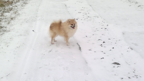 N�meck� �pic mal� ke kryt�