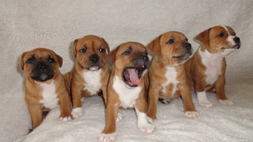 Staford��rsk� bulterier - �t��ata s PP