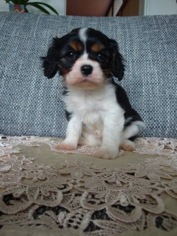 Kavalír King Charles španěl Kavalír King Charles španěl