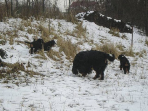 Prod�m �t���tka Bernsk�ho sala�nick�ho psa s PP