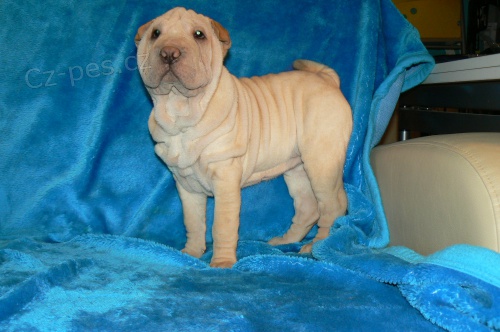 shar-pei šarpej shar-pei šarpej
