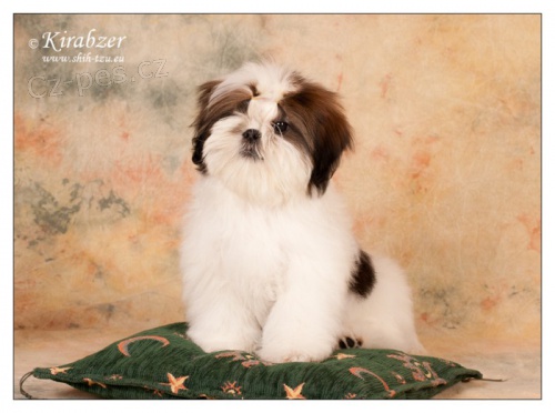 SHIHTZU �t���tka (shi tzu, si cu, �i-tzu)