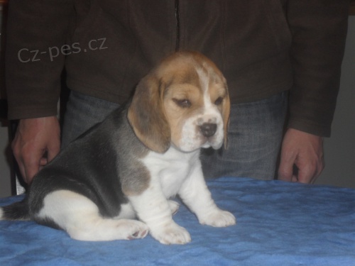 �t��ata beagle s PP