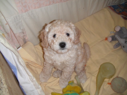 Prod�m �t�n� pudla