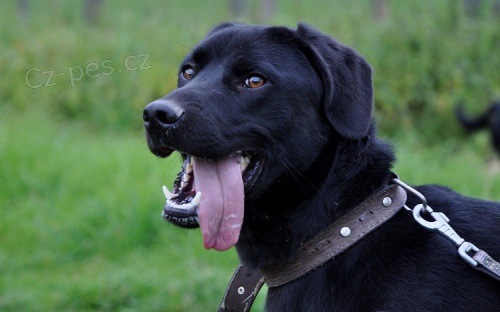 Darujeme do dobr�ch rukou