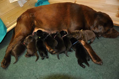 �t��ata labradorsk�ho retrievera s PP