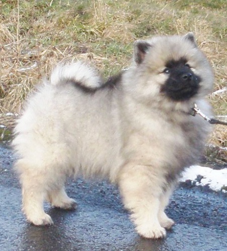 N�meck� �pic vl�� / keeshond kr�sn� �t��ata s PP