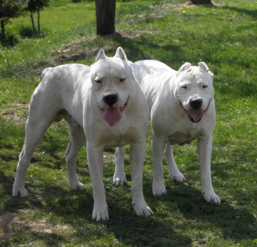Argentinsk� doga - Dogo Argentino �t�n�tka
