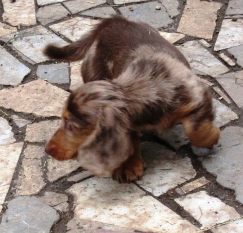 Jezev��k dlouhosrst� s PP