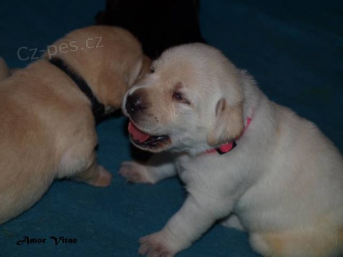 Labradorský retrívr s PP Labradorský retrívr s PP