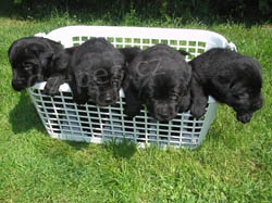 Labradorsk� retr�vr - �t��ata